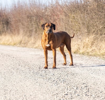 Étalon Rhodesian Ridgeback - Oraya De La Riviere De L'Orge