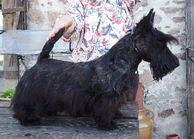 Étalon Scottish Terrier - Sapristi saprista ! de Glenderry