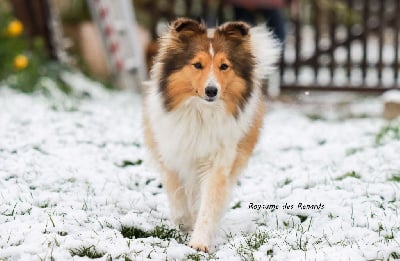 Étalon Shetland Sheepdog - Laska De L'odyssée Des Deux Forbans