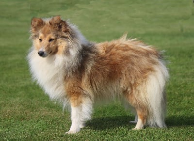 Étalon Shetland Sheepdog - Sterenn De goazilec