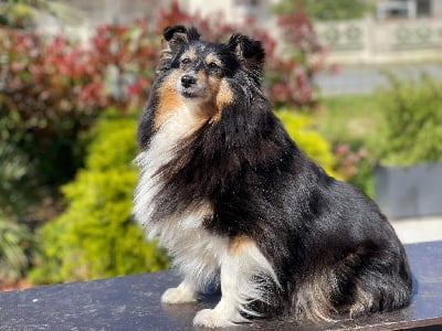 Étalon Shetland Sheepdog - Nessie love for ever Des Gardiens Du Flot Bleu