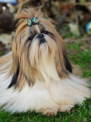 Étalon Shih Tzu - miralan’s I've got style in armani