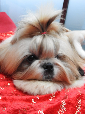 Étalon Shih Tzu - Jelly baby paradise for everyone