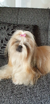 Étalon Shih Tzu - Raiponce Des Rochettes Di Moulinou