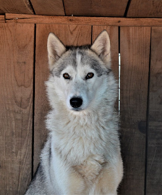 Étalon Siberian Husky - Nobody is perfect kono Of Cheyenne's Spirit