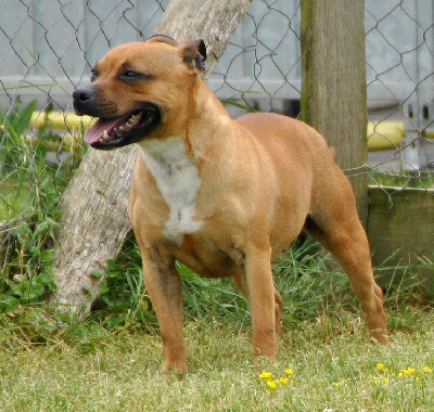 Étalon Staffordshire Bull Terrier - Nelly-belle de la maison des fées