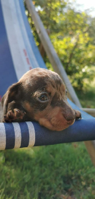 Étalon Teckel - Roswell Ilex Auréu's