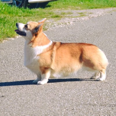 Étalon Welsh Corgi Pembroke - CH. Paris mon amour des Prestiges d'Aranjuez