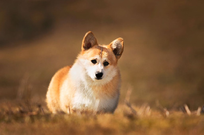 Étalon Welsh Corgi Pembroke - CH. alenclaud Spencer - spilberg