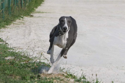 Étalon Whippet - Neptune (Sans Affixe)