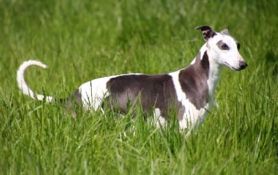 Étalon Whippet - Rocco Du Frison Impérial