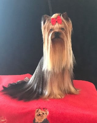 Étalon Yorkshire Terrier - Figaro de dianium