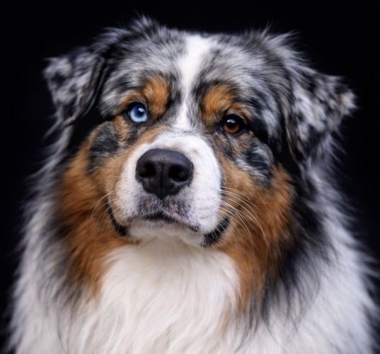 Phalco du Chemin de la Lune aux Reves