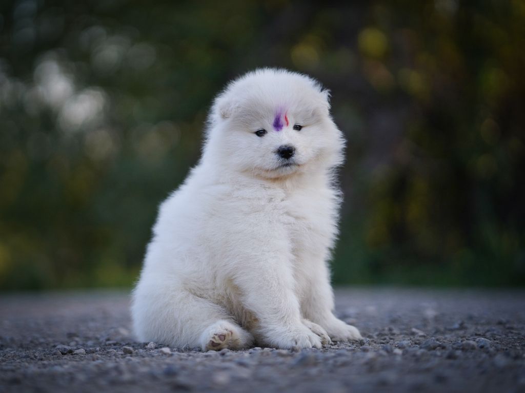 Publication : Fire On Fire 