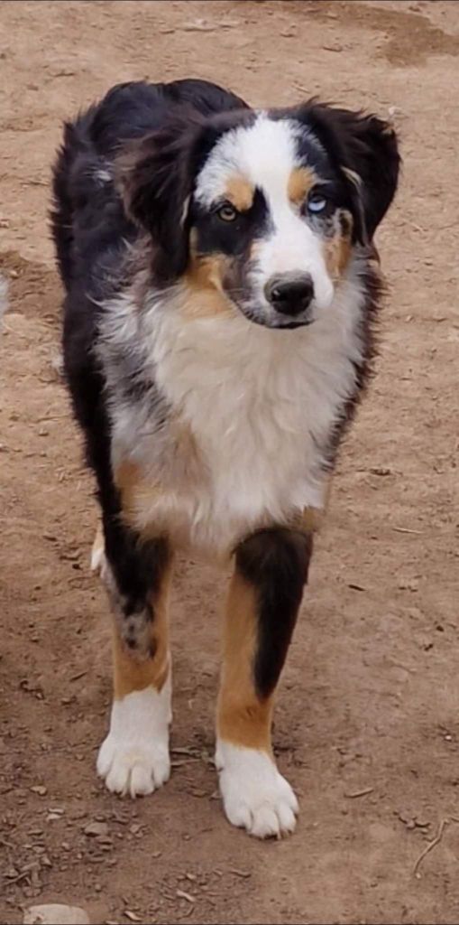 Publication : Du Domaine D'Helipon