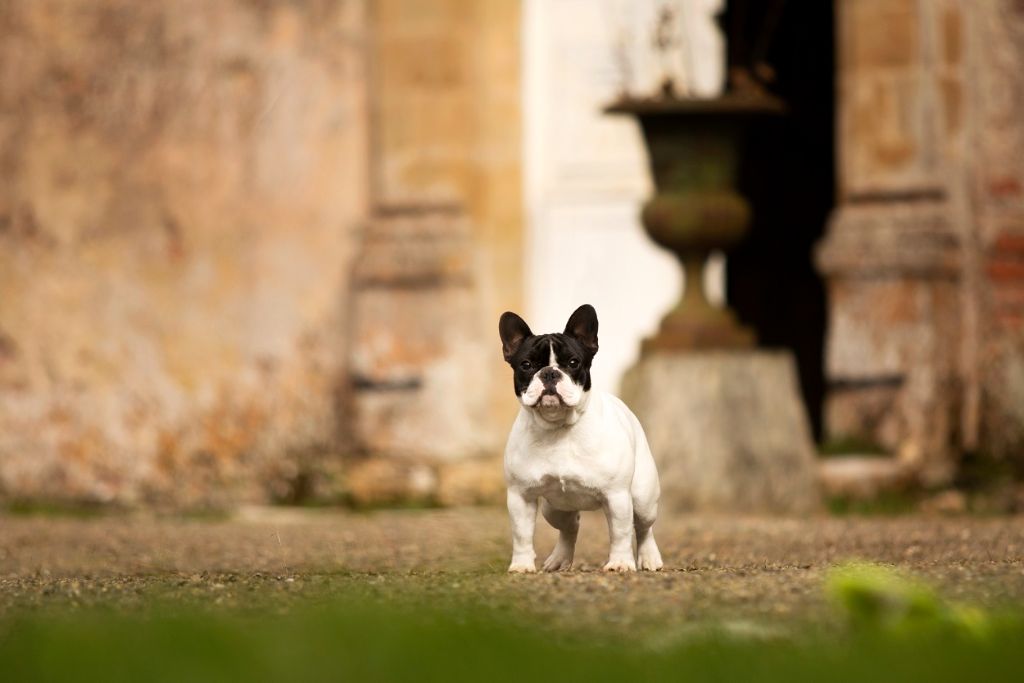Publication : du Chevalier Gascon Auteur : lagardere chevalier gascon