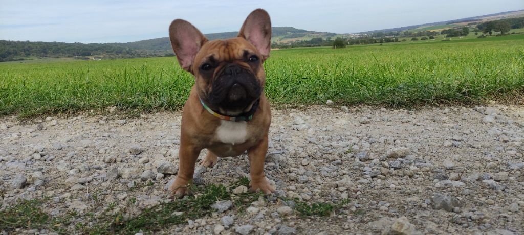 Publication : De La Futaie Des Merveilles 