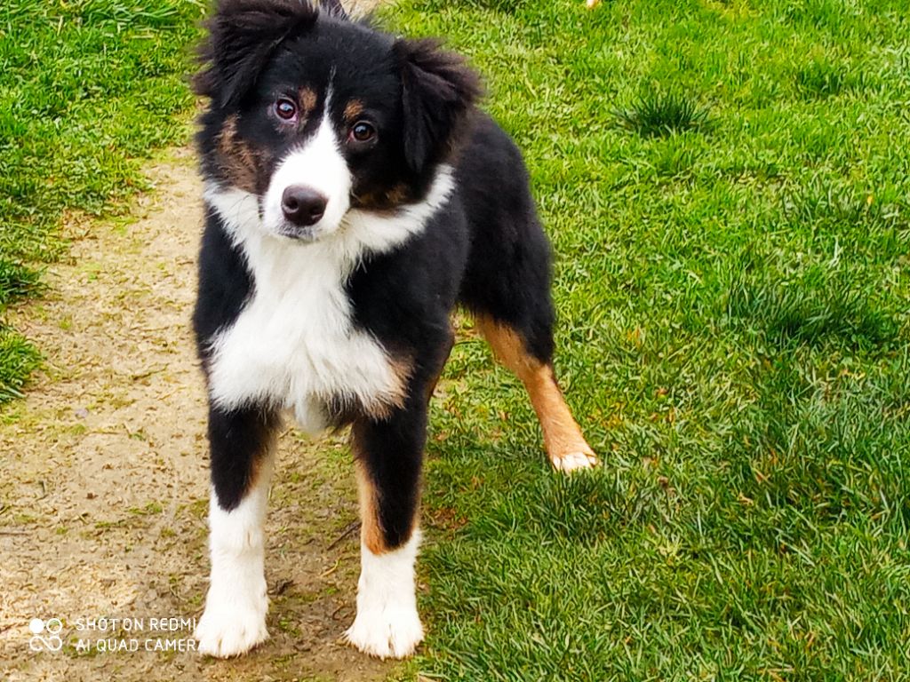 Publication : du domaine de keroual Auteur : DU DOMAINE DE KEROUAL