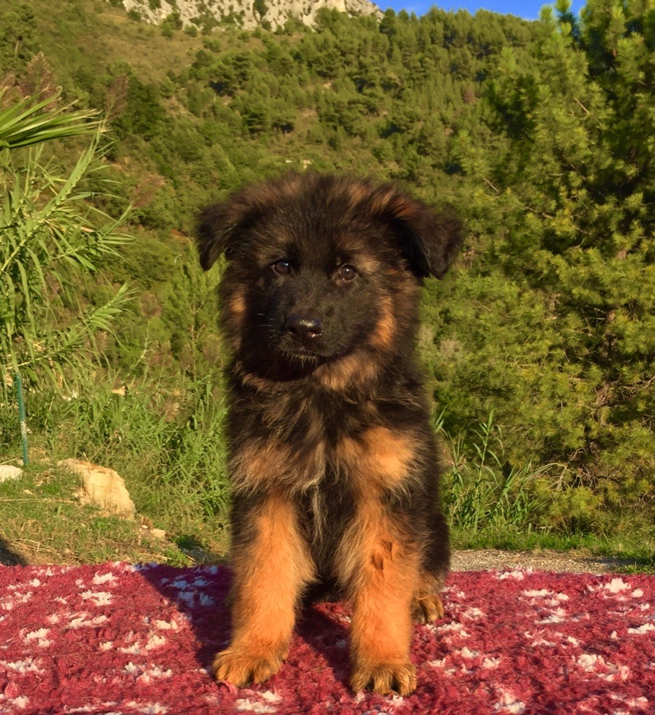 Publication : du Domaine de la Roya Auteur : Domaine de la Roya 