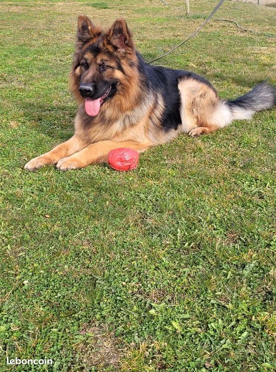 Publication : des Légendaires Nahauri Auteur : tardy