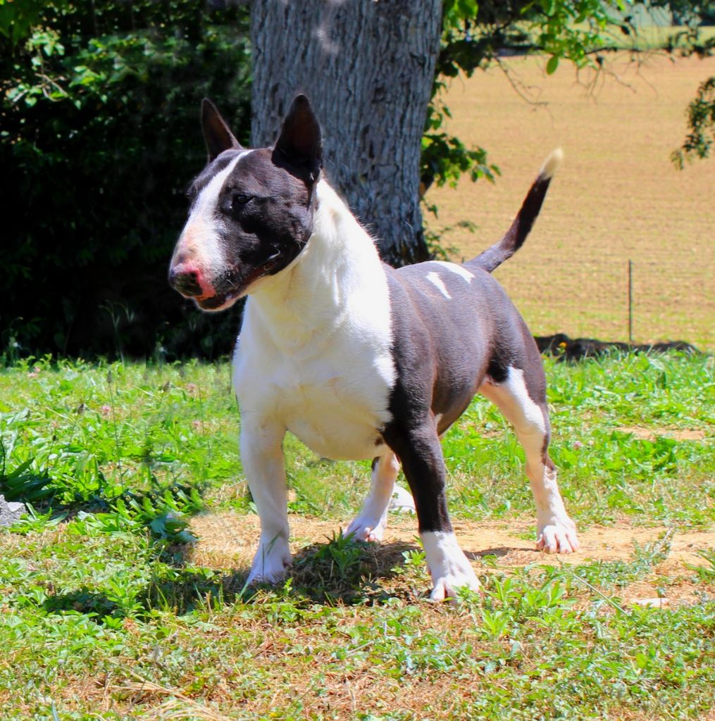 kennel rottbull charly Covid