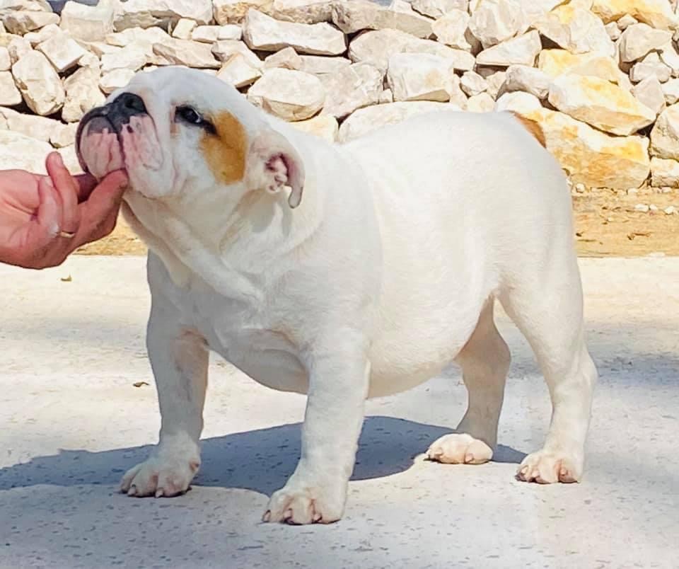 Publication : des bulls des hautes falaises 