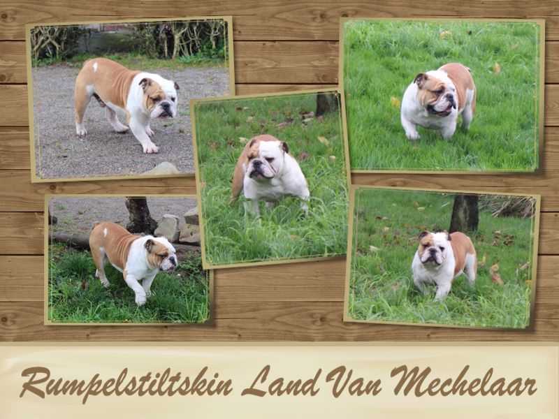 Publication : Land van mechelaar Auteur : Middel Weg