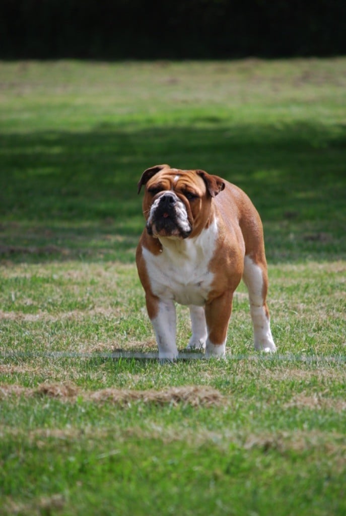 Publication : Zadatis Auteur : Thomas 