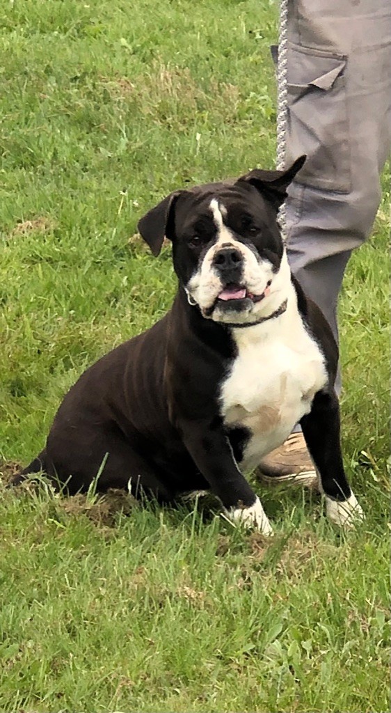 Publication : Zadatis