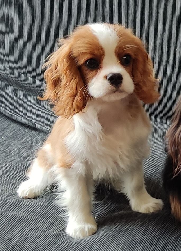 Publication : De Vosnabel