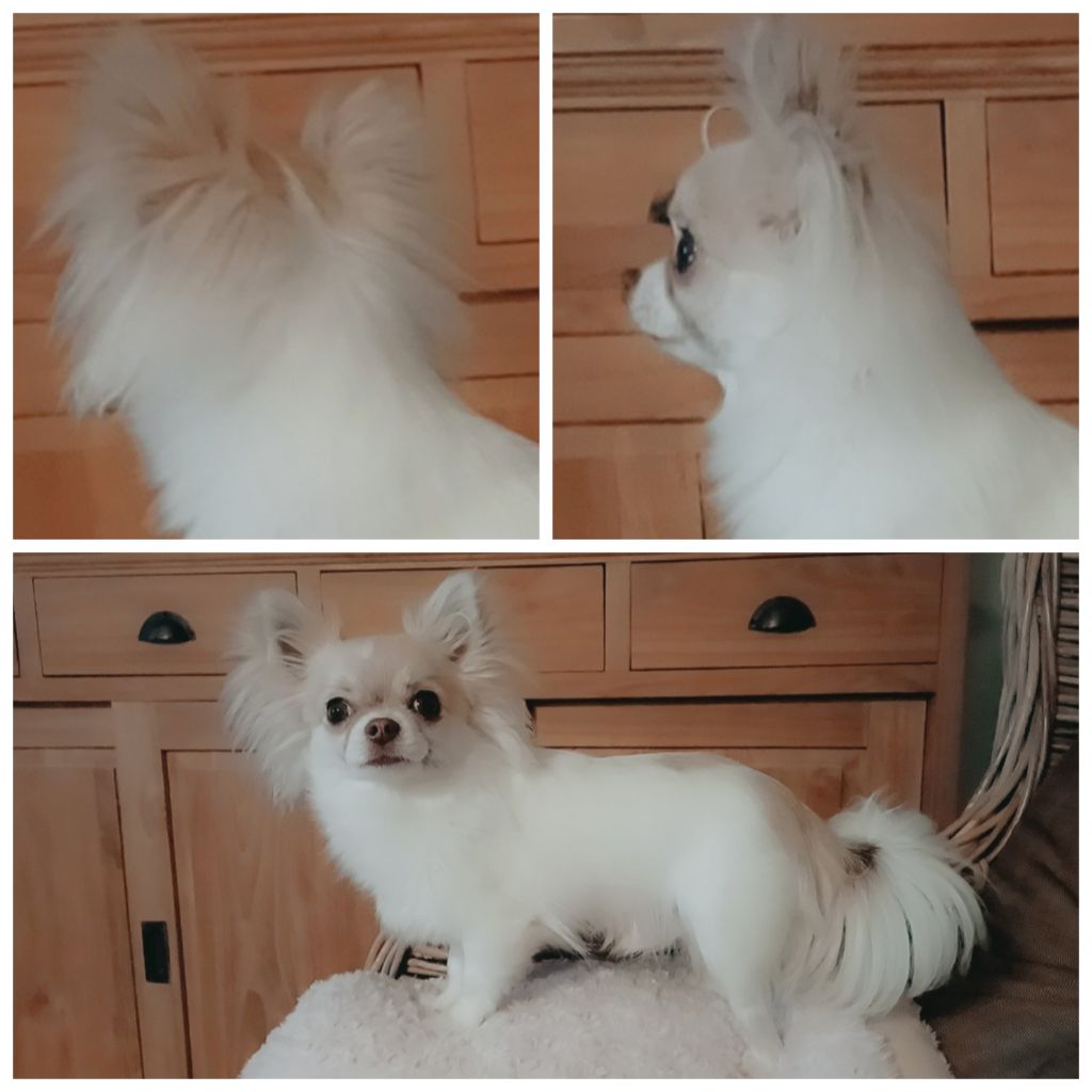 Publication : des lutins du golfe Auteur : Caems Ansje