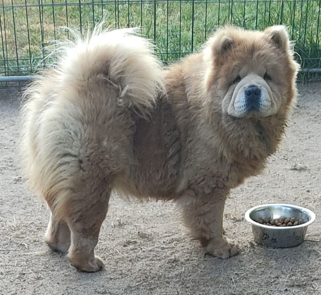 Publication : Aurely's Dogs Auteur : Aurely's dogs