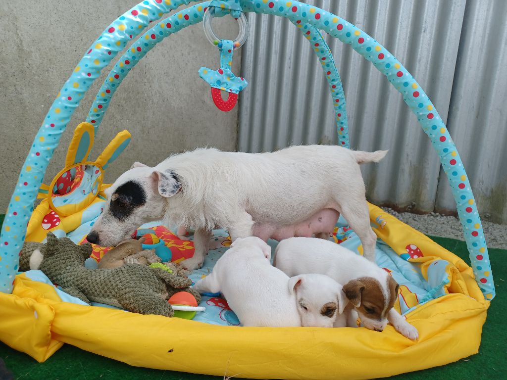 Publication : de la Vendée Normande 