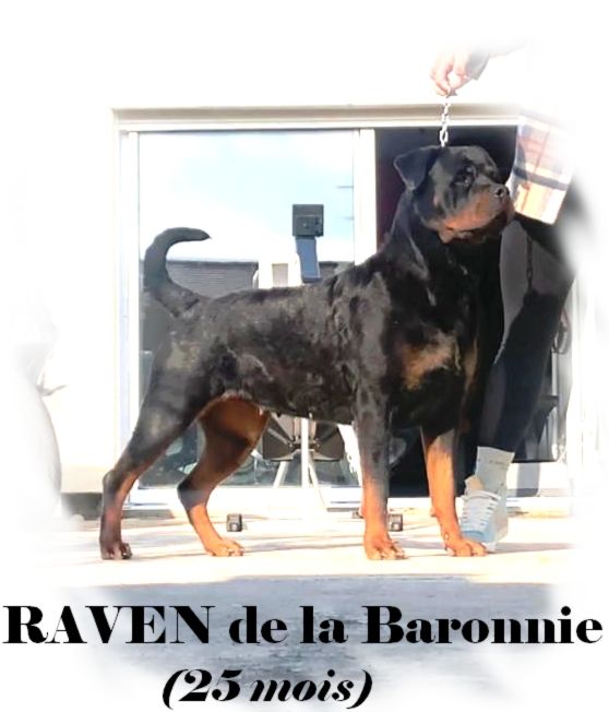 Publication : des Rotts de la Baronnie Auteur : La Baronnie