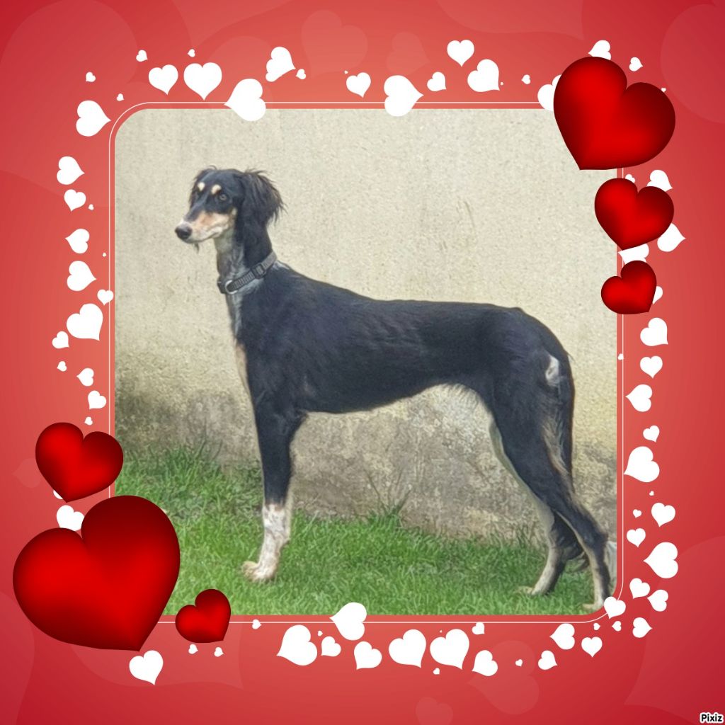 Publication : de la Morganerie Auteur : Cousson Emmanuelle 