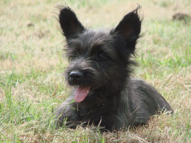 Publication : du mont de la chenaie 