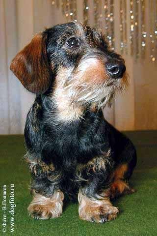 CH. lisego nosa Zavidny kavaler