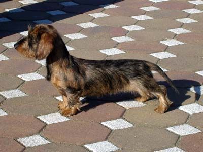 CH. Freckle face Keep it blue