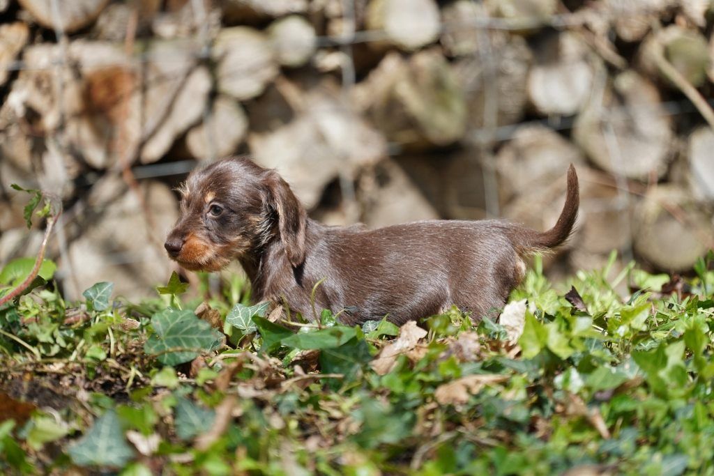  Auteur : Jean Michel Dupuy