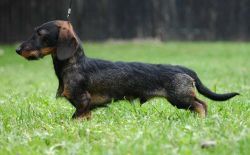 CH. Rumpel z przystani wodniackiej