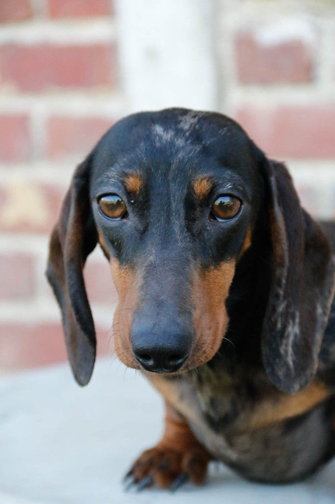 Publication : de la Garenne en Hurepoix Auteur : V. POMPAR