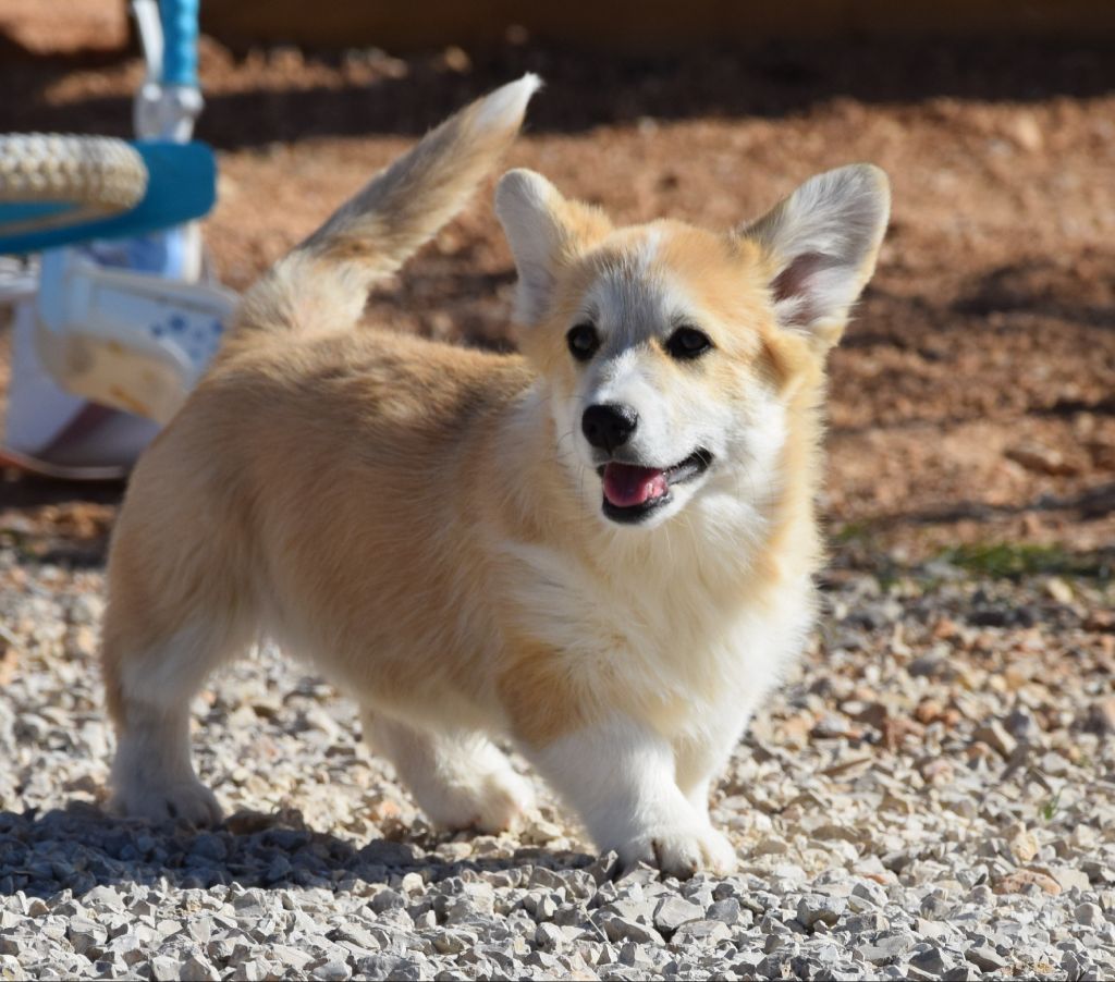 Publication : du clos de reverie 