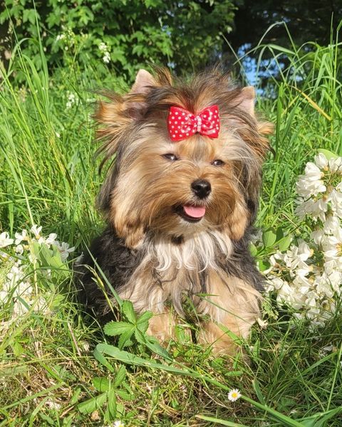 Publication : des Princes Pinscher Auteur : LOUVET CHLOE