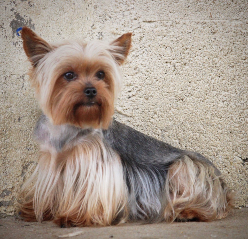 Noisette du moulin de madjurie