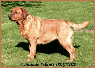 Étalon Labrador Retriever - O'naÏade selkie's odyssee Du Domaine De Biazak