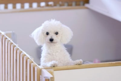 Étalon Bichon Frise - Sherlock de la grande equinoxe
