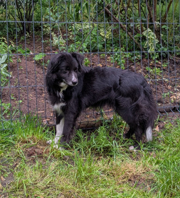 Étalon Berger Australien - TR. CH. crossbow Kallan @ marjohrita