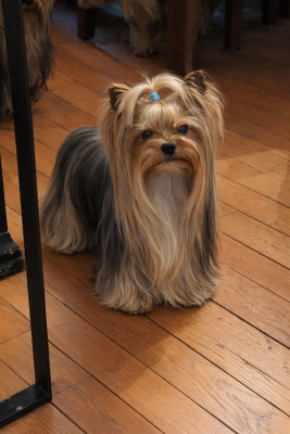 Étalon Yorkshire Terrier - Othello de la légende des trolls