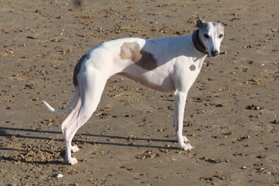 Étalon Whippet - Rime en bulle dite Rohanne Des Filles D'eole