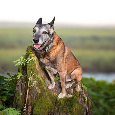 Étalon Berger Belge - Moon of niniek wish